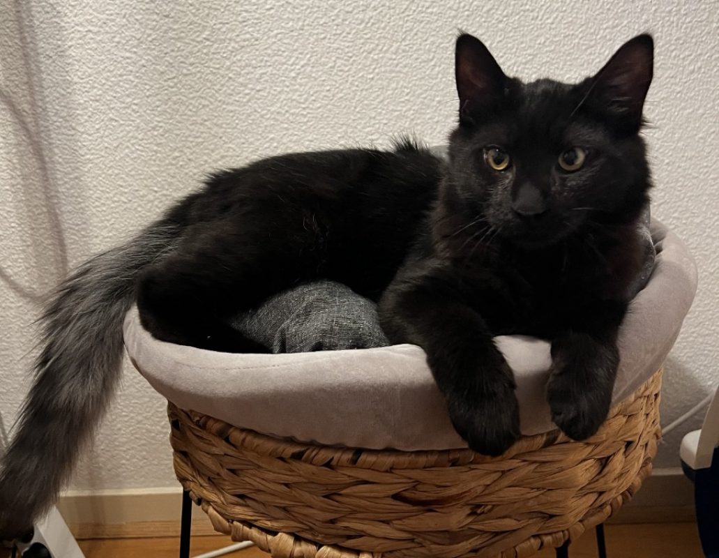 Bao - Chat Européen à adopter