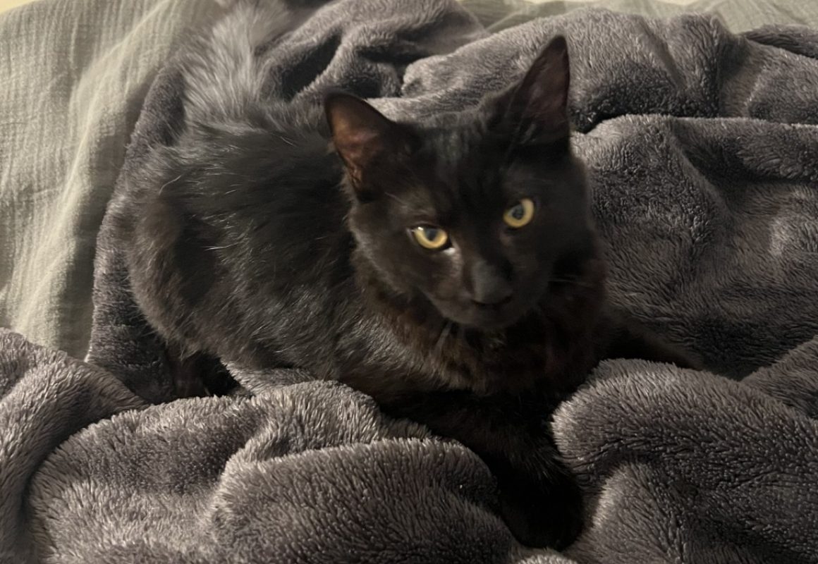 Bao - Chat Européen à adopter - photo 2
