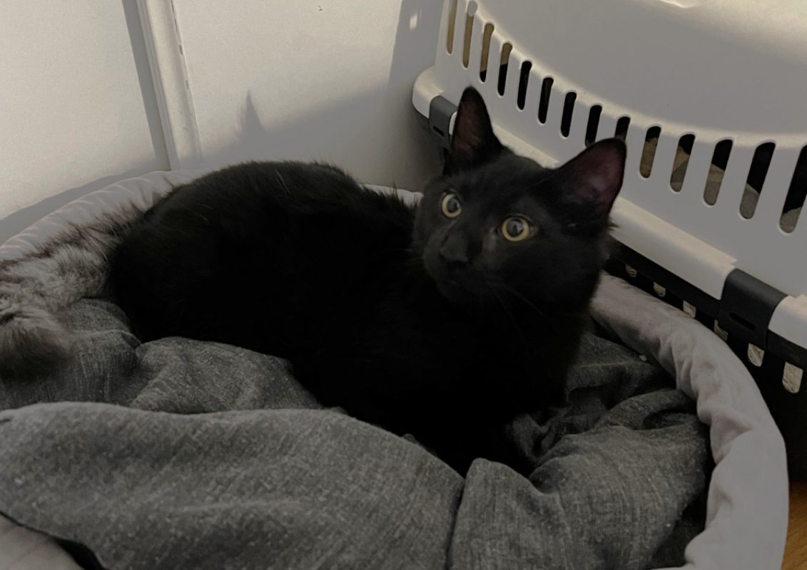 Bao - Chat Européen à adopter - photo 3
