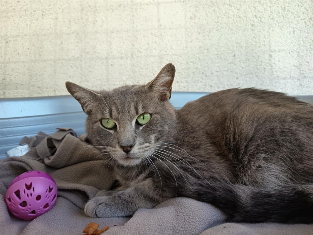 Photo #1 de Profiterole