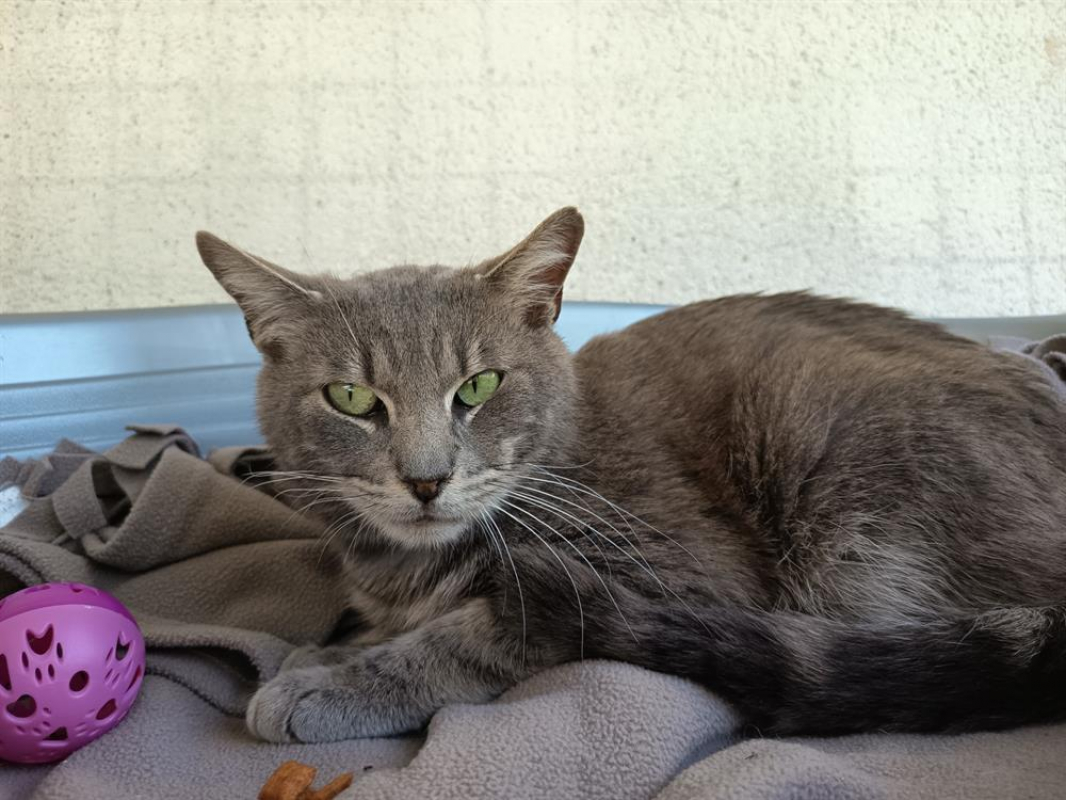 Photo #2 de Profiterole