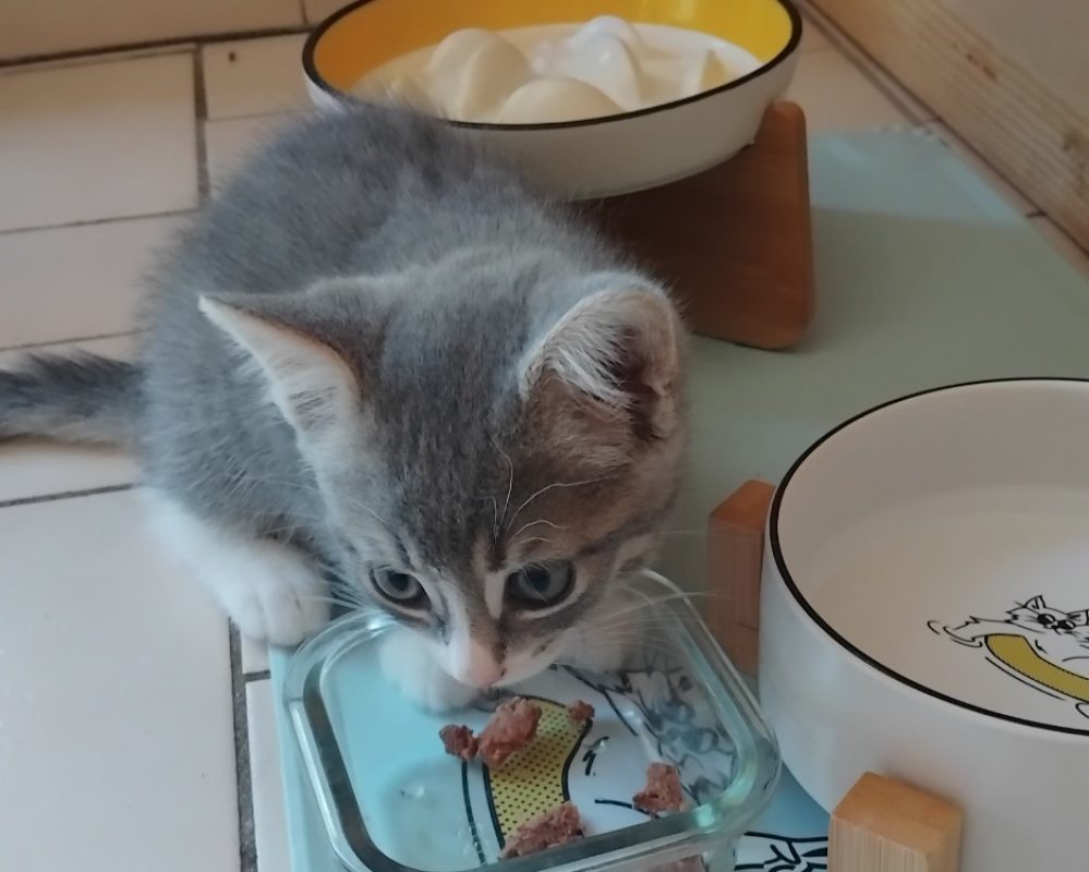 Canada - Chat Européen à adopter