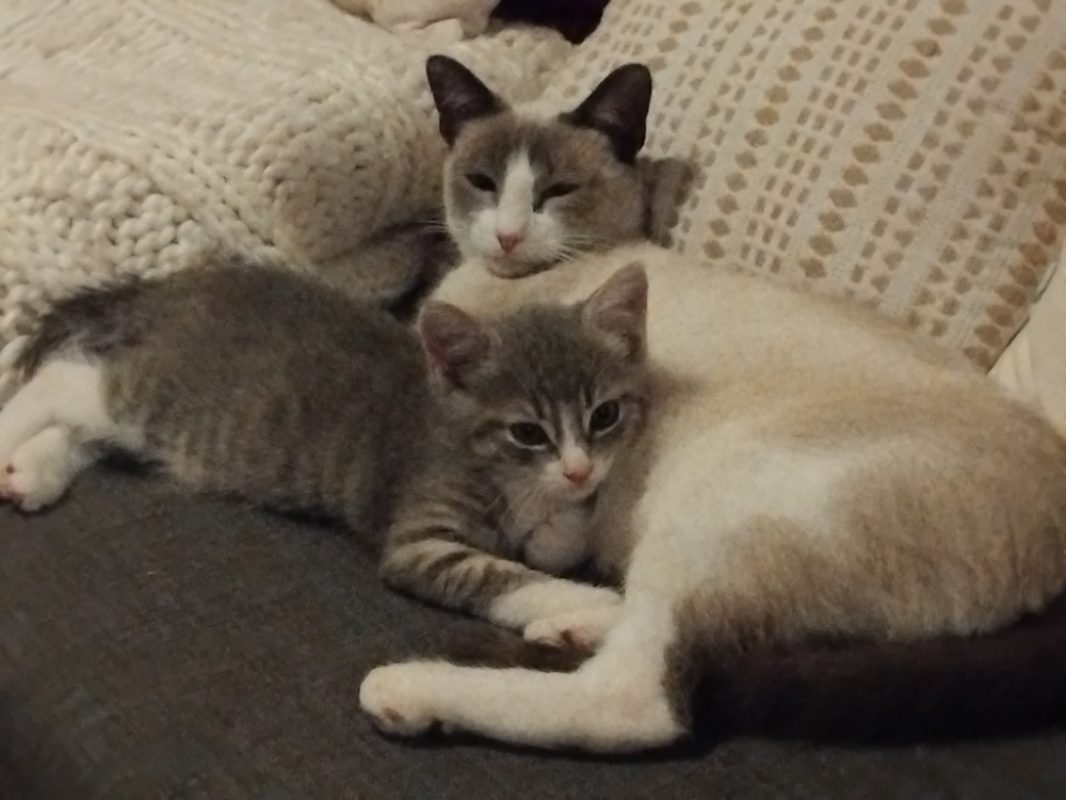 Canada - Chat Européen à adopter - photo 2