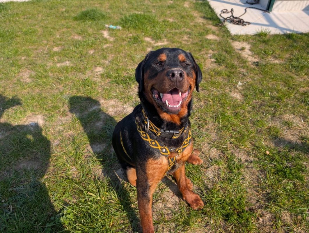 Attila - Chien Rottweiler à adopter - photo 2