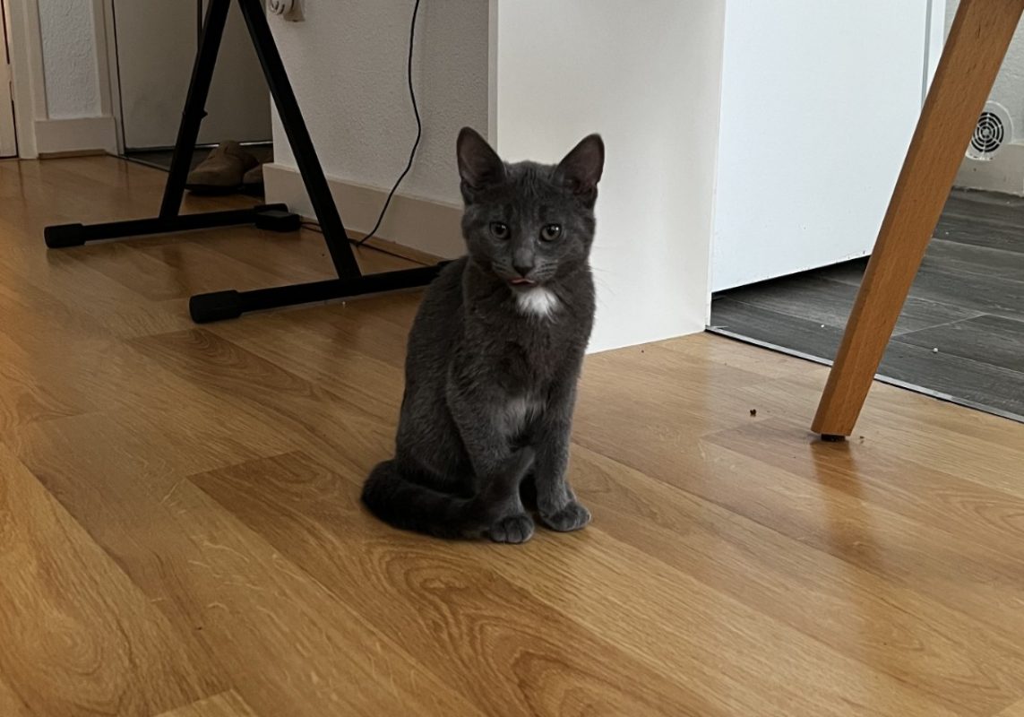 Lin - Chat Européen à adopter