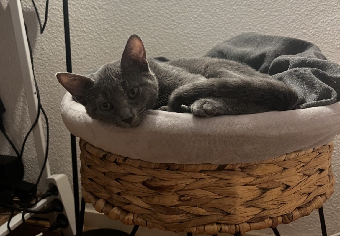 Lin - Chat Européen à adopter - photo 2