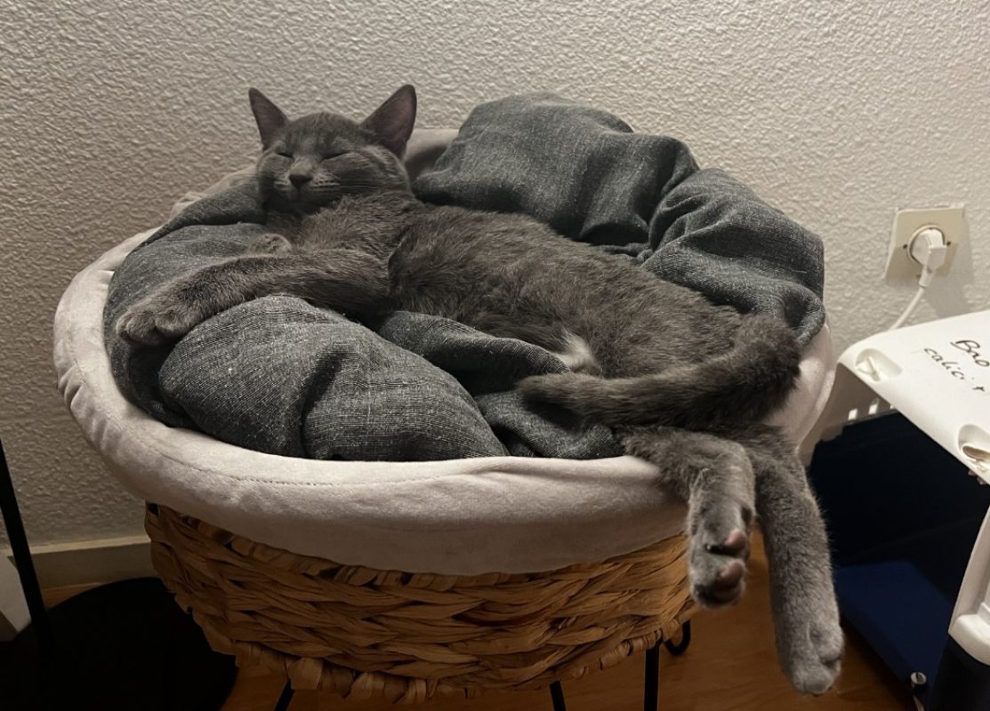 Lin - Chat Européen à adopter - photo 3