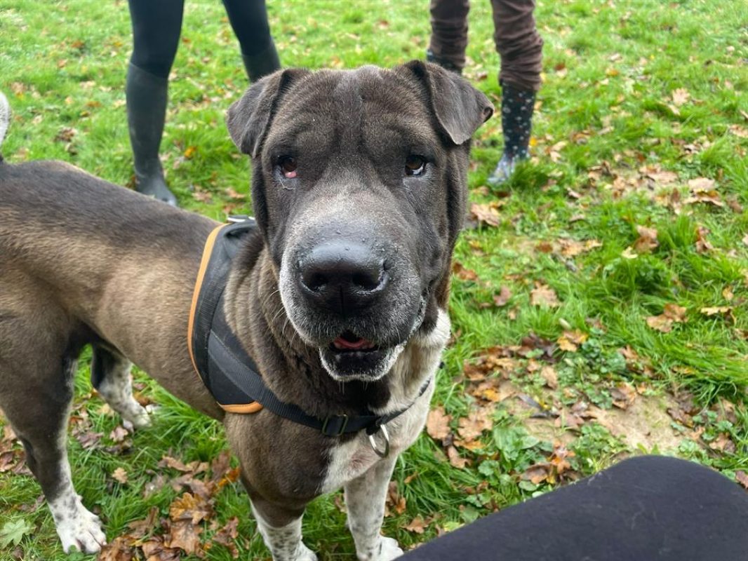 Reiko - Chien à adopter