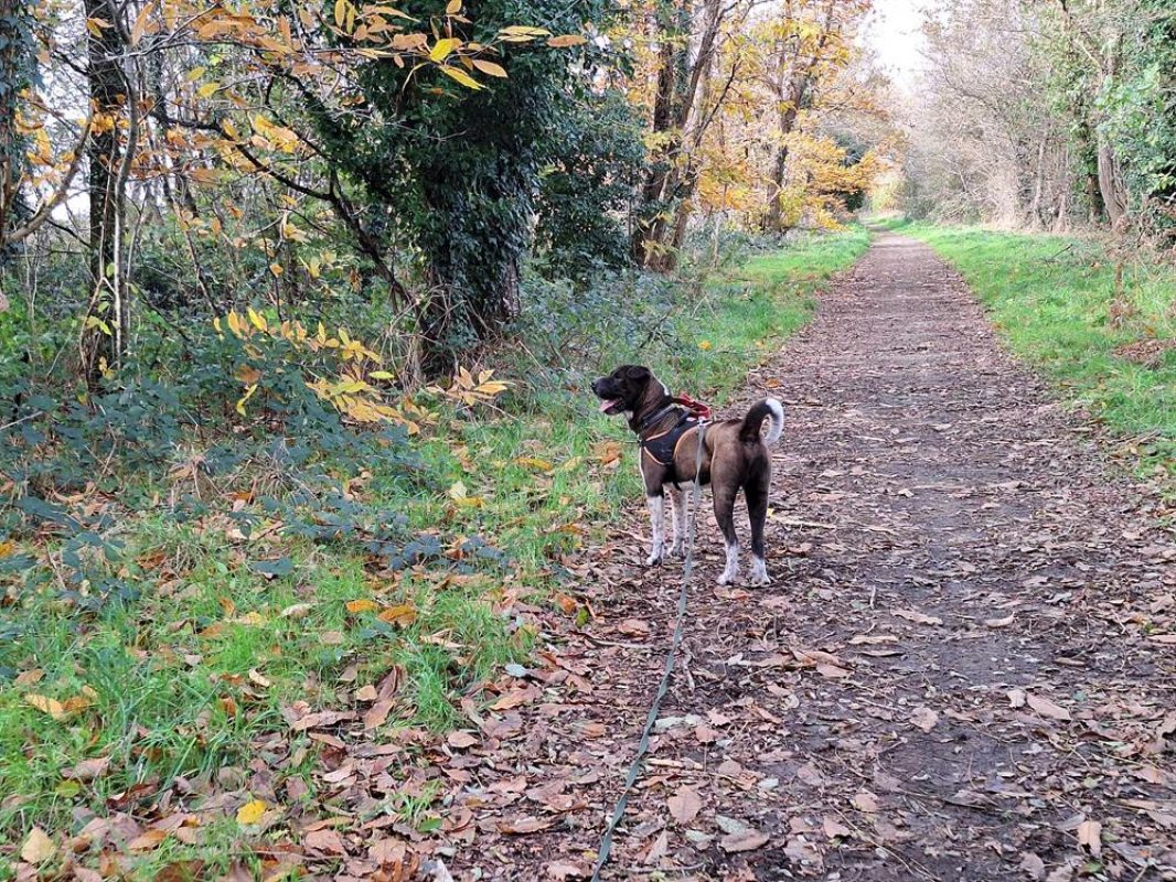 Reiko - Chien à adopter - photo 6