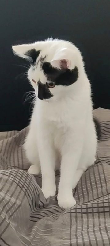 Kimy - Chat à adopter - photo 3