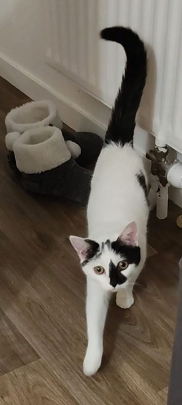 Kimy - Chat à adopter - photo 4