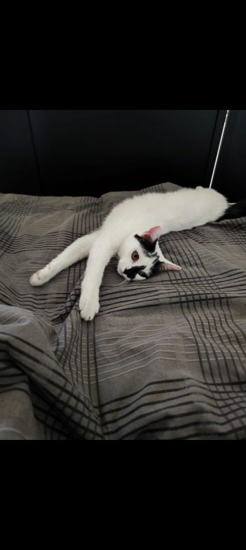 Kimy - Chat à adopter