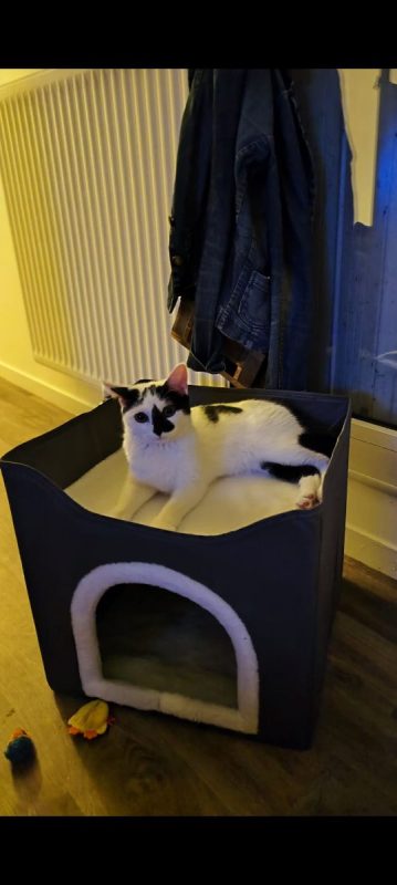 Kimy - Chat à adopter - photo 2