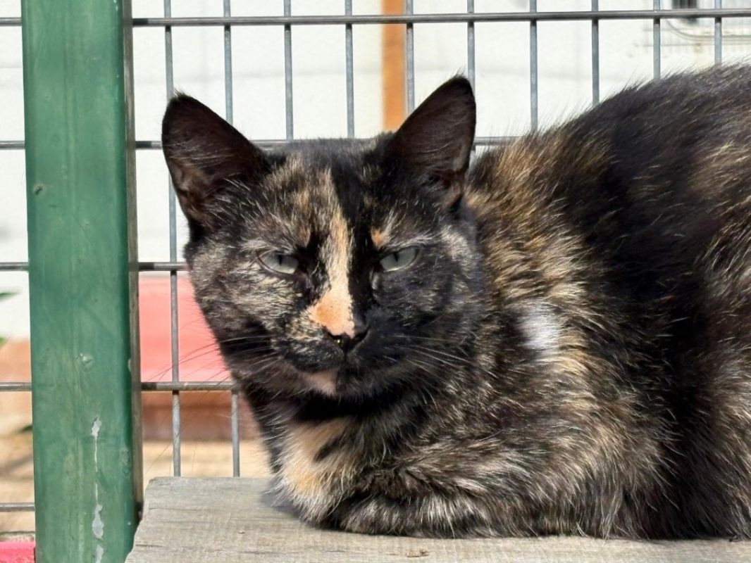 Havana - Chat Européen à adopter