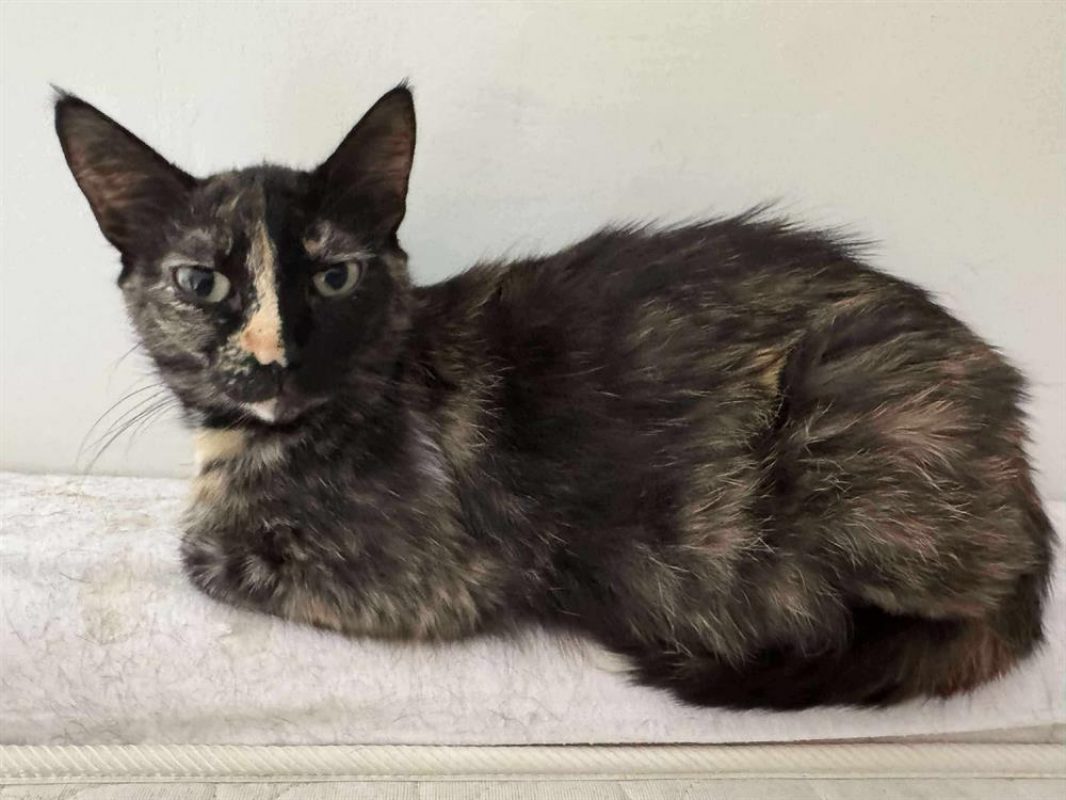 Havana - Chat Européen à adopter - photo 2