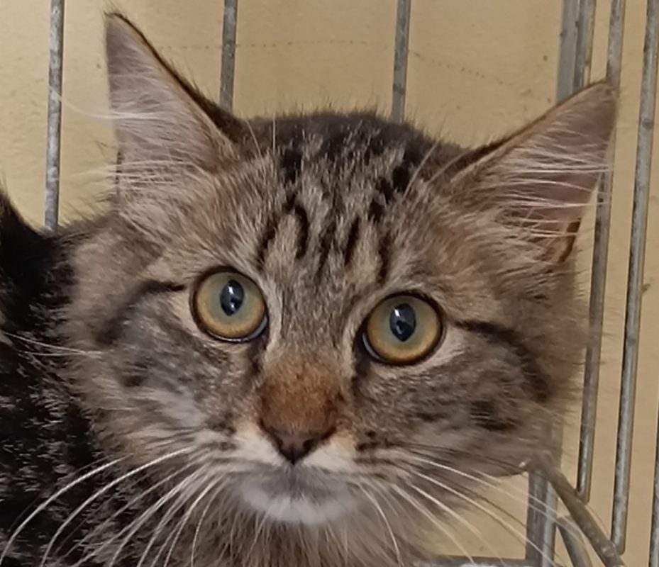 Kenavo - Chat Européen à adopter