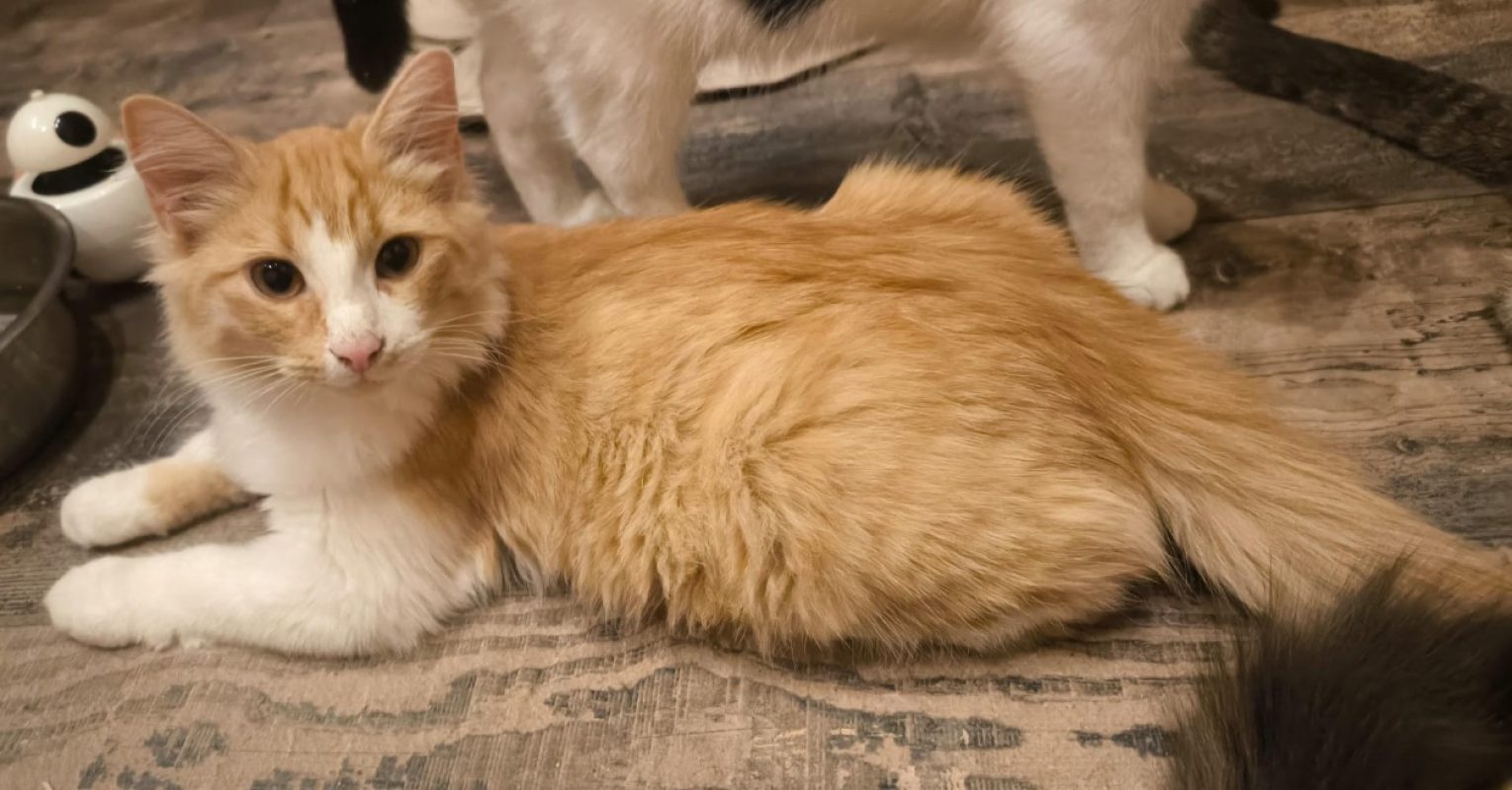Helos - Chat Européen à adopter