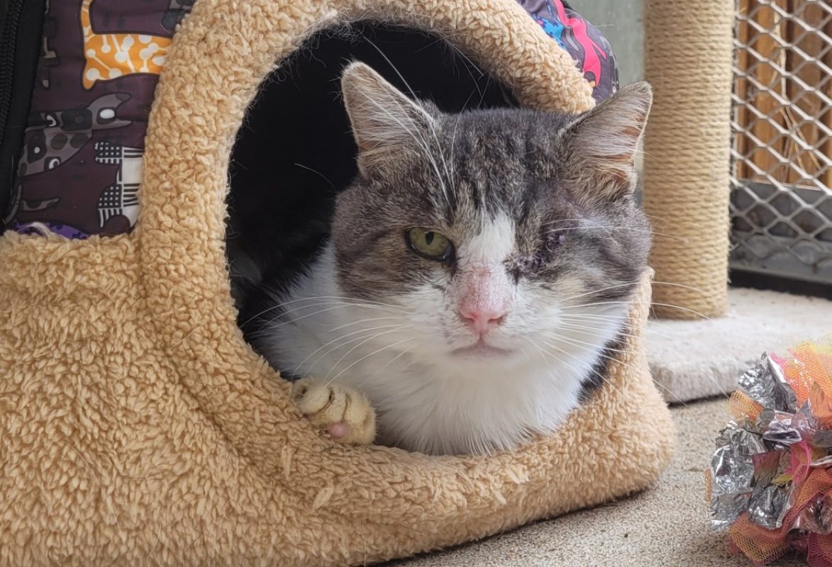 Eskimo - Chat Européen à adopter