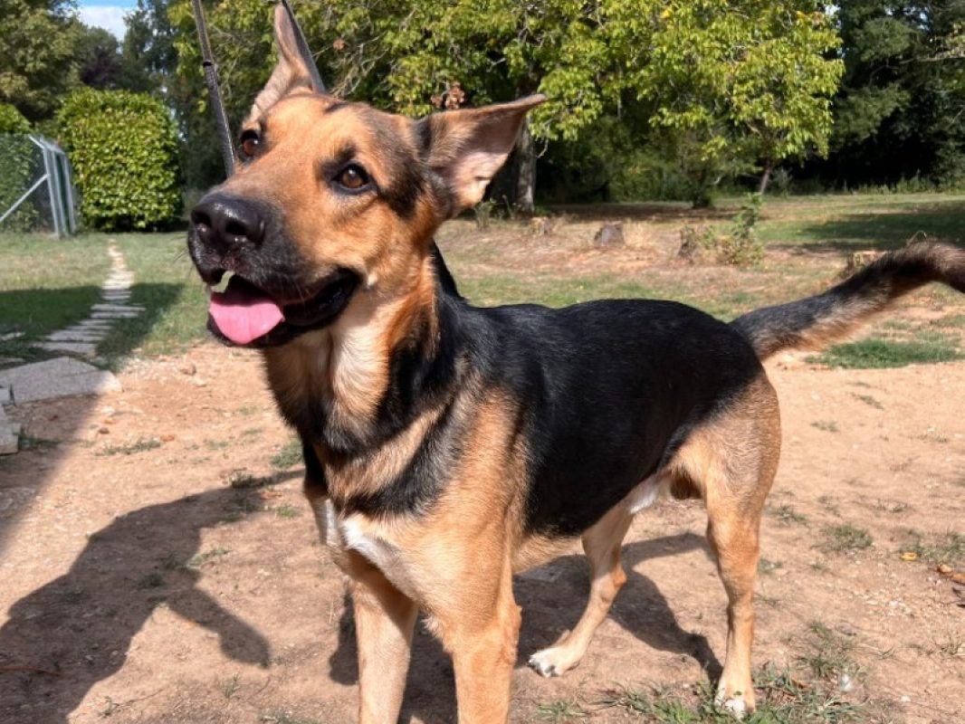 Locky - Chien Berger Allemand à adopter