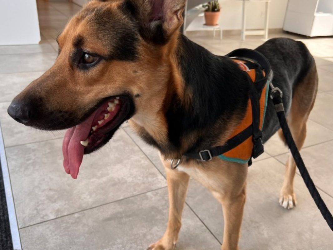 Locky - Chien Berger Allemand à adopter - photo 2