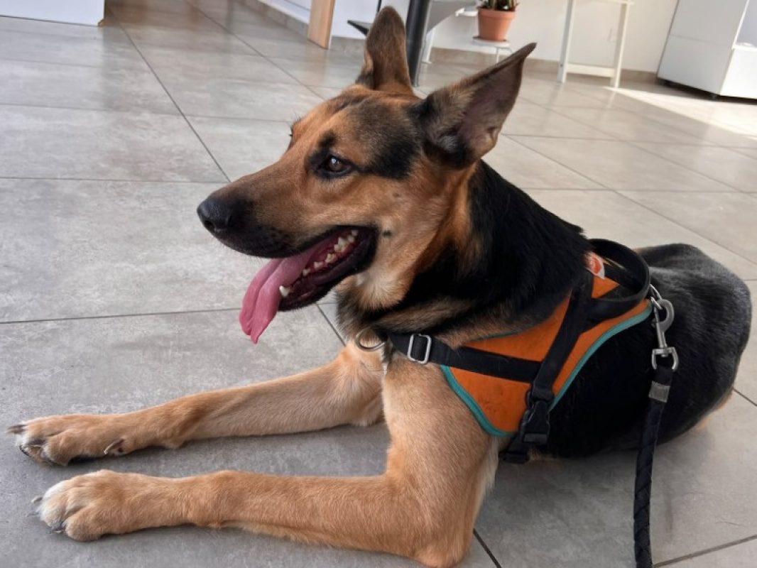 Locky - Chien Berger Allemand à adopter - photo 3