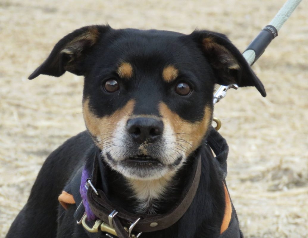 Olga - Chien à adopter