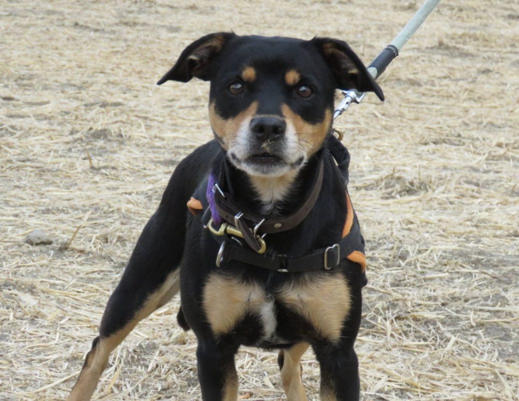 Olga - Chien à adopter - photo 2