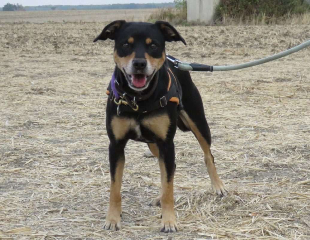 Olga - Chien à adopter - photo 3