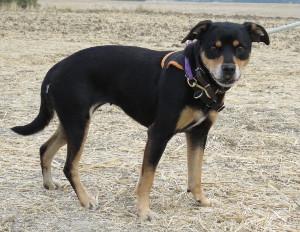 Olga - Chien à adopter - photo 4