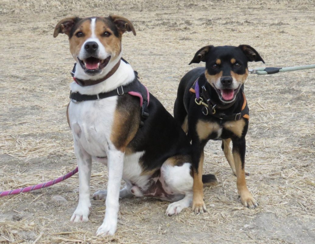 Olga - Chien à adopter - photo 5