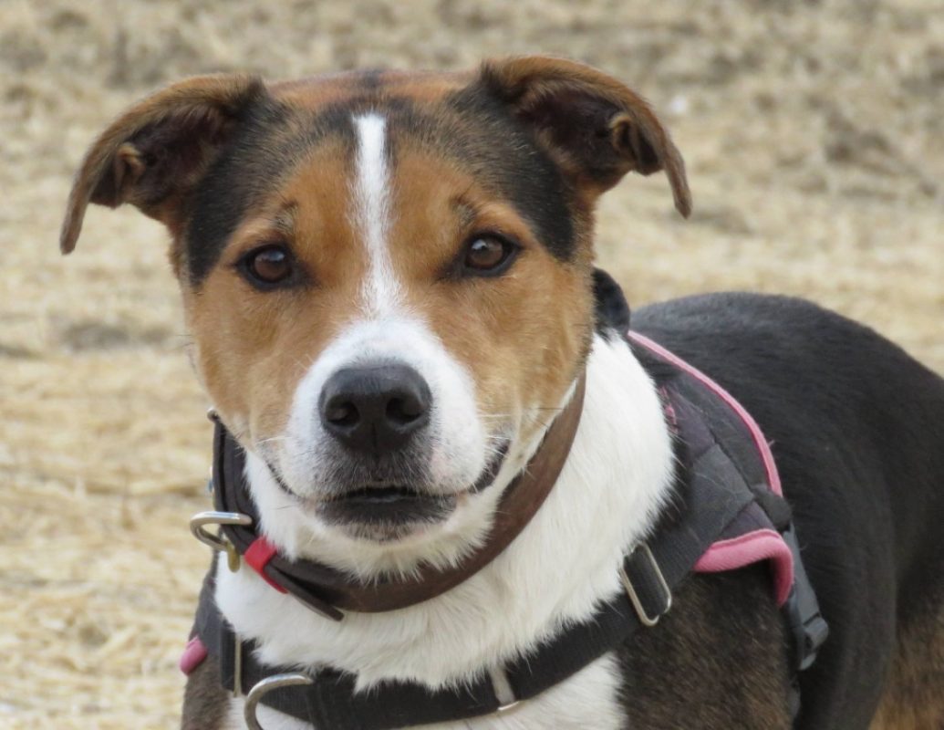 Obi one - Chien à adopter