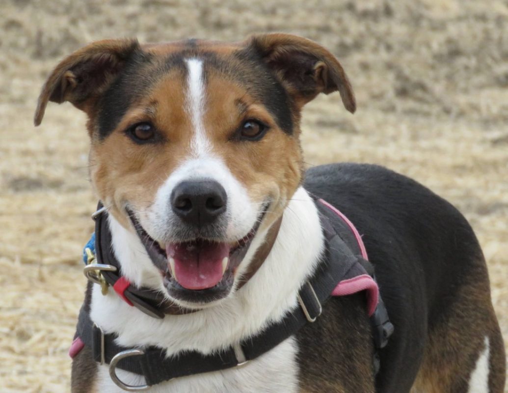 Obi one - Chien à adopter - photo 2