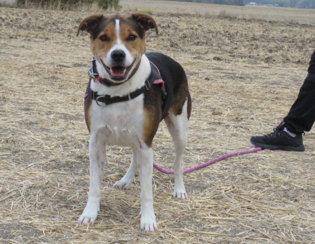 Obi one - Chien à adopter - photo 3