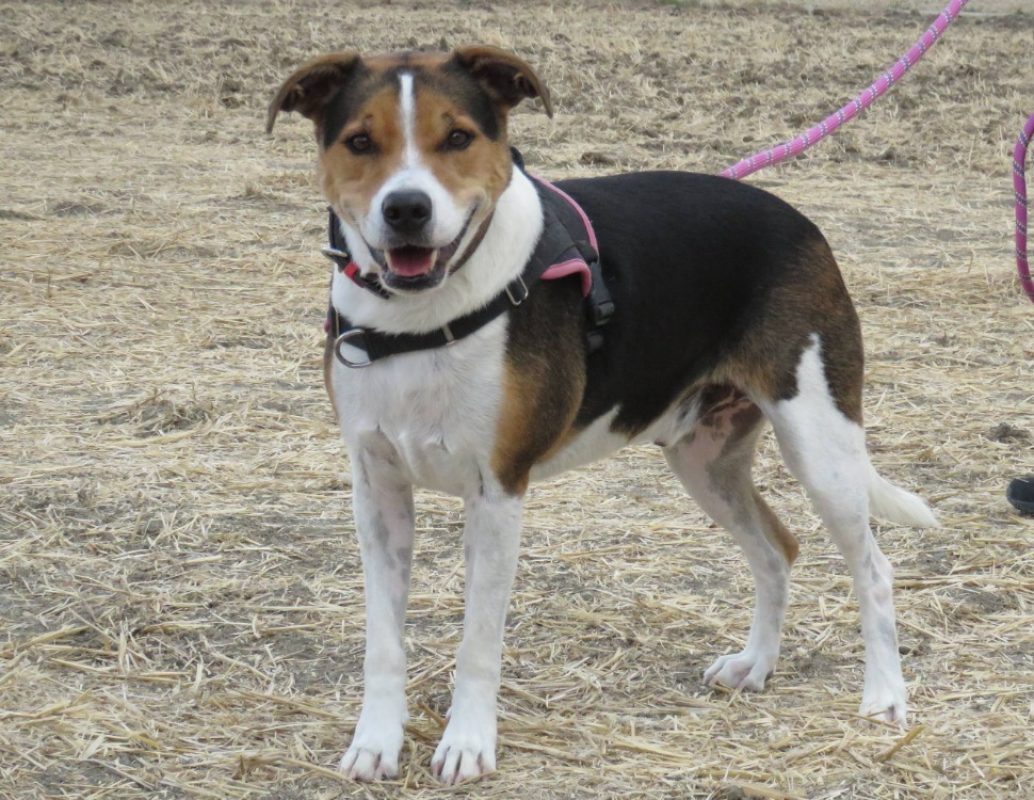 Obi one - Chien à adopter - photo 4