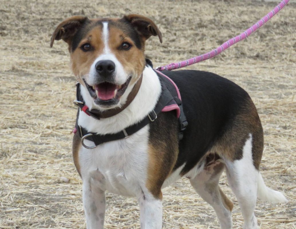 Obi one - Chien à adopter - photo 5