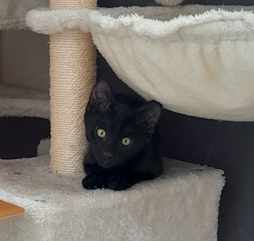 Perle - Chat à adopter - photo 8