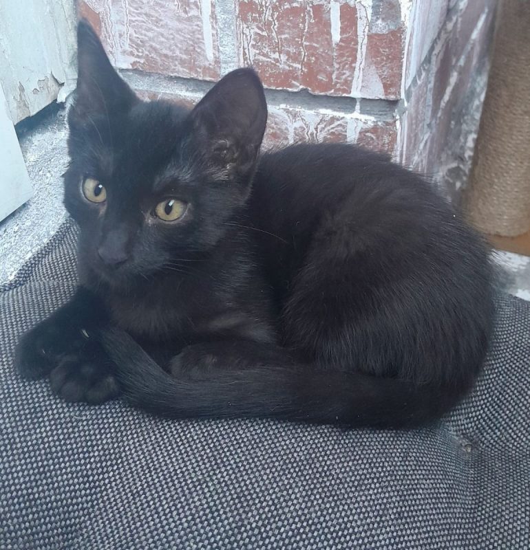Perle - Chat à adopter - photo 4