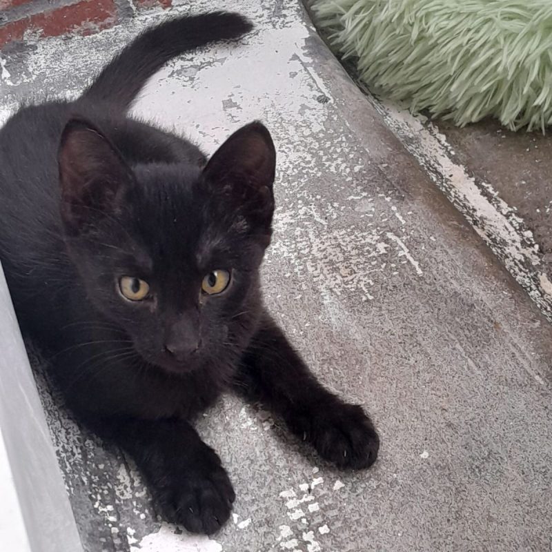 Perle - Chat à adopter - photo 6
