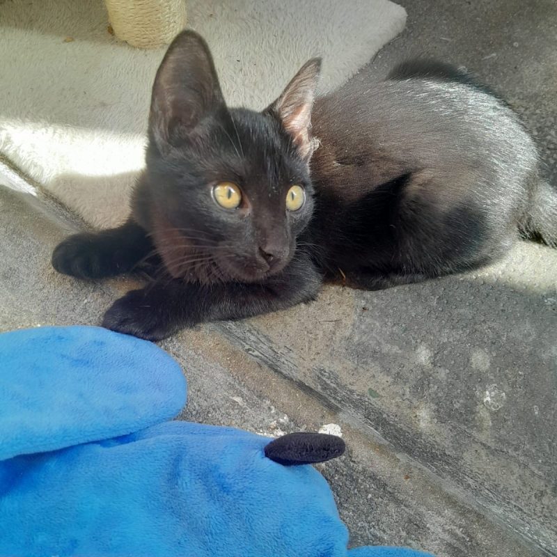 Perle - Chat à adopter - photo 5