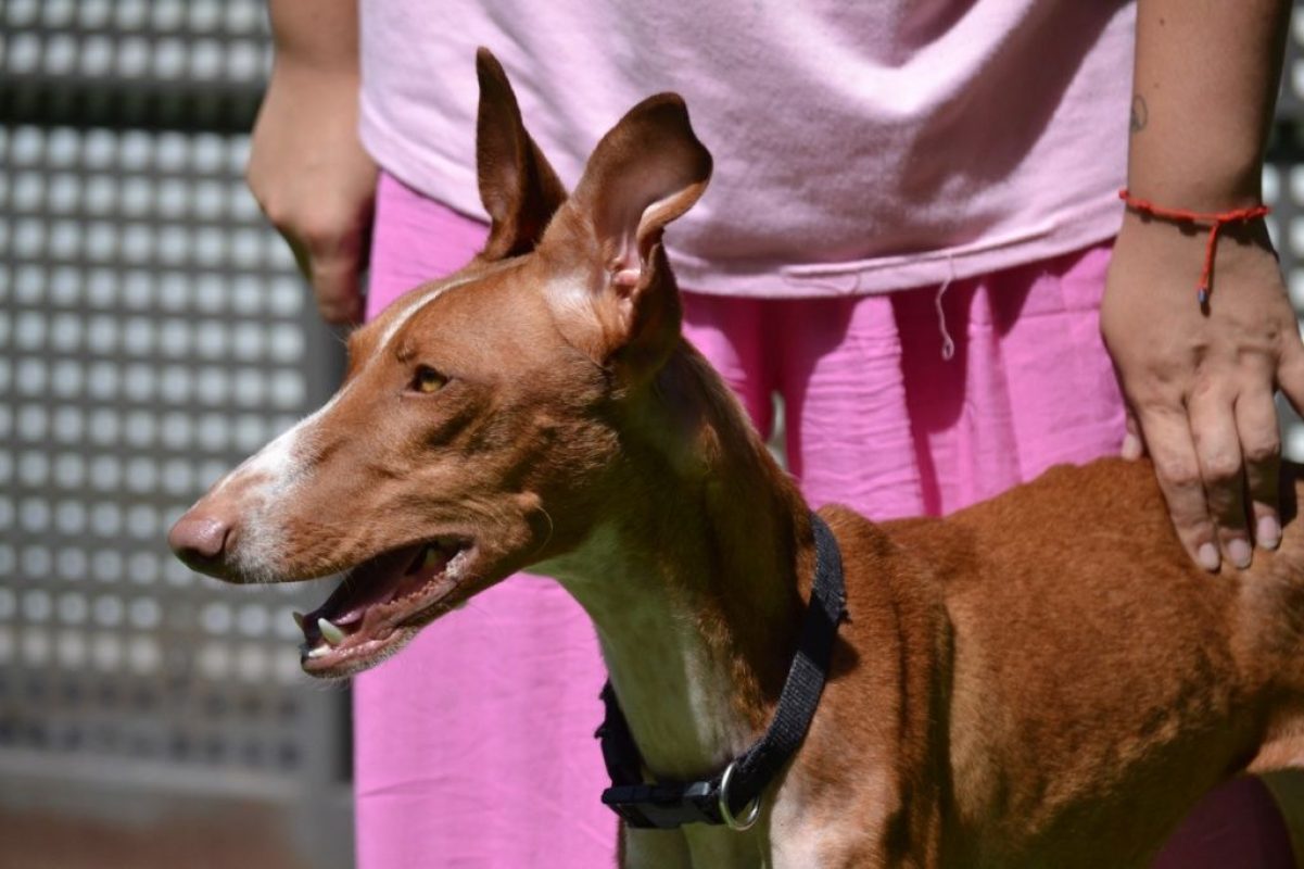 SUNNY - Chien Podenco Ibicenco à adopter - photo 3