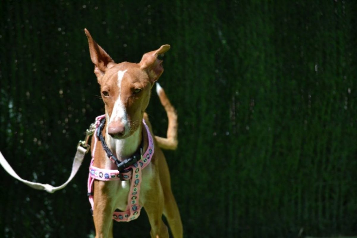 SUNNY - Chien Podenco Ibicenco à adopter - photo 2