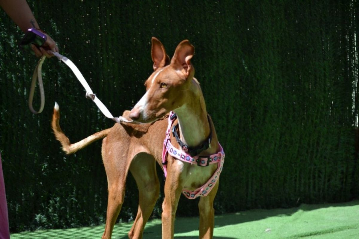 SUNNY - Chien Podenco Ibicenco à adopter
