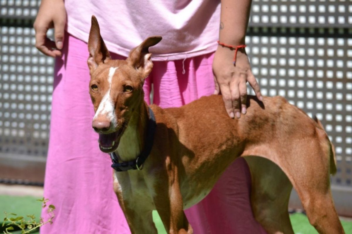 SUNNY - Chien Podenco Ibicenco à adopter - photo 4