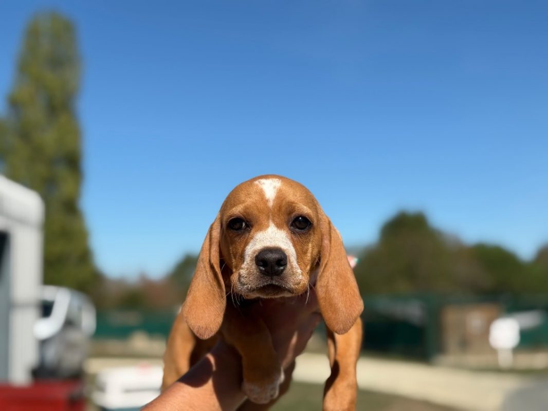 Chikara - Chien Beagle à adopter