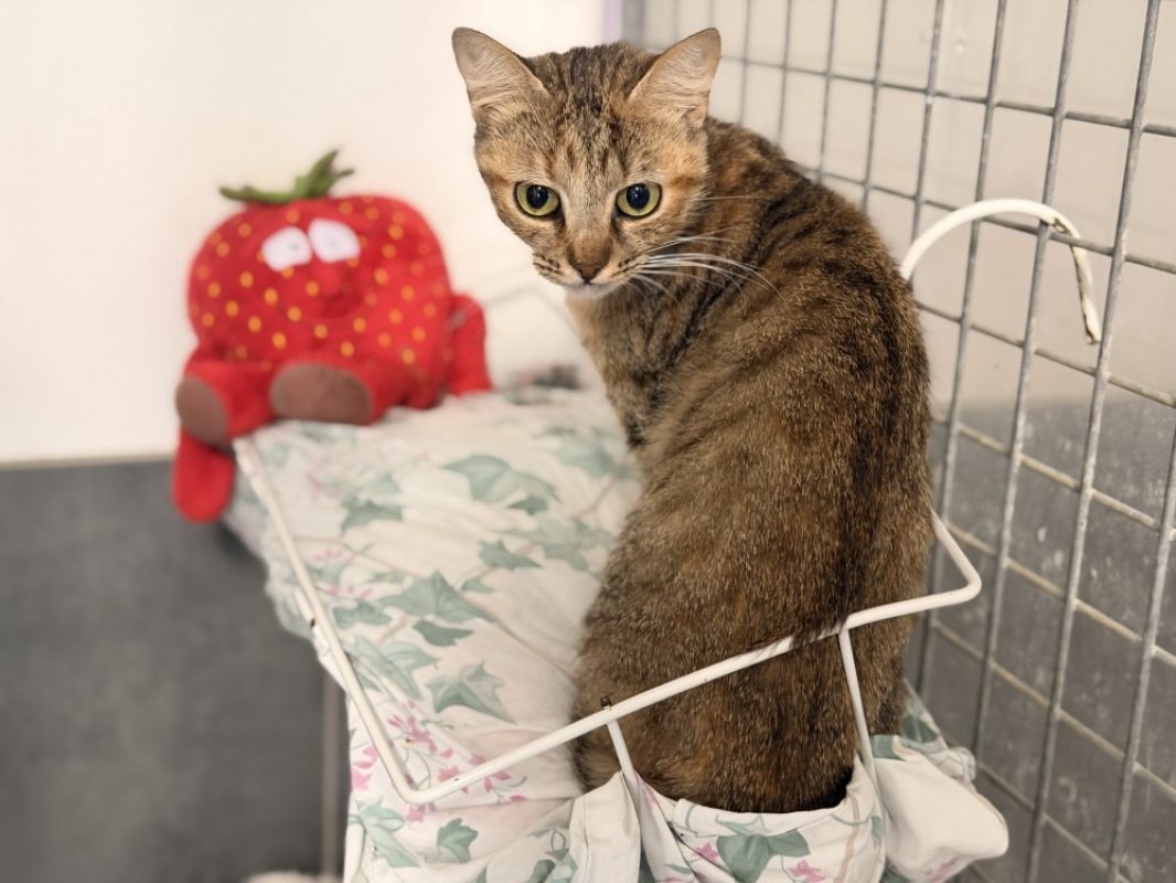 Ardara - Chat Européen à adopter