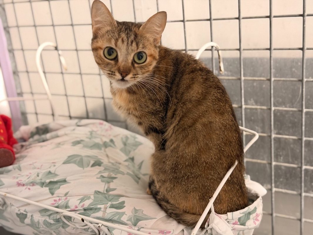 Ardara - Chat Européen à adopter - photo 2