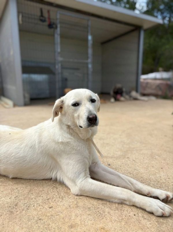 belka - Chien Labrador-Retriever à adopter