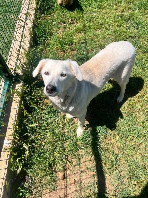 belka - Chien Labrador-Retriever à adopter - photo 4