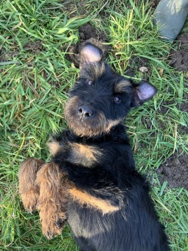 FREDDY - Chien Jagdterrier à adopter