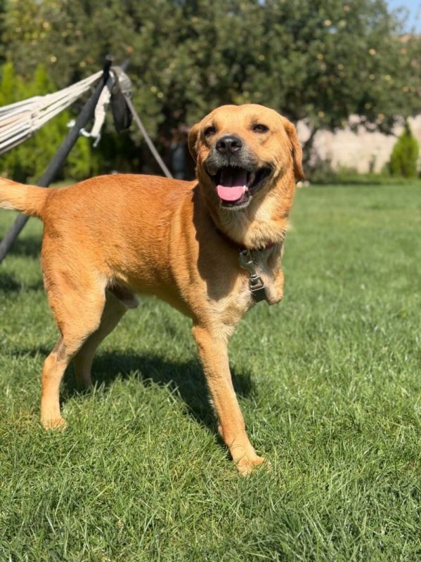 norman - Chien Croisé à adopter - photo 4
